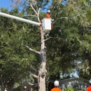 Mid-Florida Tree Service - Tree Service