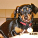 The Pet Guy - Pet Specialty Services