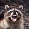Wildlife Control Houston gallery