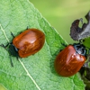 Agriserve Pest Control gallery