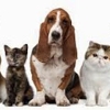 Pampered Pets Professional gallery