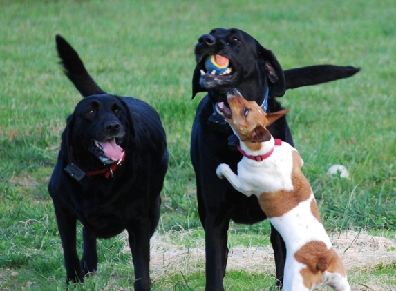 Wyatt Galbraith DVM - Pulaski, TN. Dixie trying to take the ball from Bumper's mouth while Jack looks on.