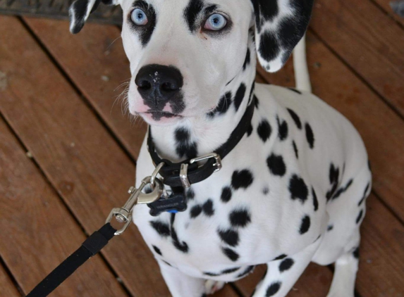 Airport Animal Clinic - Charlottesville, VA