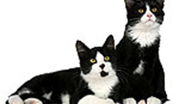 Aussie Pet & Animal Travel - Greenbank, QLD