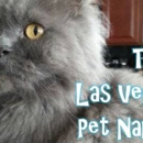 The Las Vegas Pet Nanny