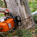Three Monkeys Tree Service San Antonio - Arborists