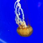 Oregon Coast Aquarium