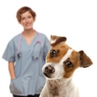 Yonkers Animal Hospital