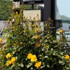 Beech Tree Cafe gallery