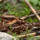 Advanced Animal Removal - Pest Control Services