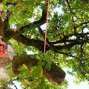 Texarkana tree service - Tree Service