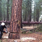 Boise Tree & Landscaping