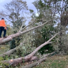 Mr Timber Tree Service