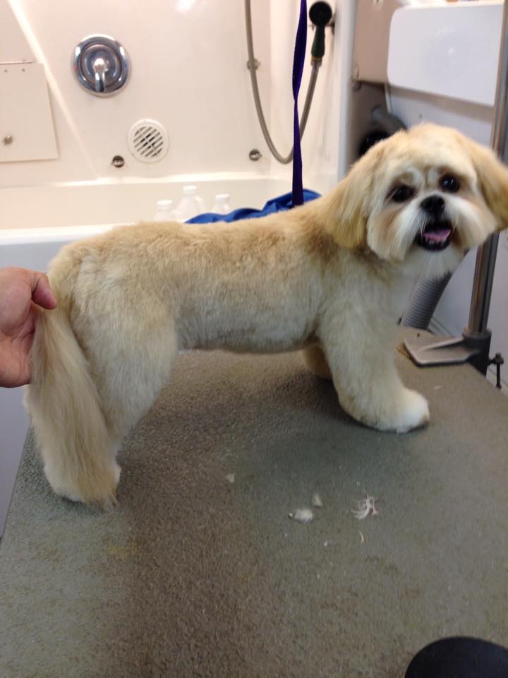 the lucky dog grooming