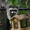 Cincinnati Wildlife Control gallery