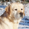 Lakeside K-9 Kamp gallery