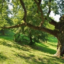 Midstate Tree (NJTC#939369) - Tree Service