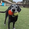 Southpaw Pet Resort gallery