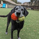 Southpaw Pet Resort - Hostels