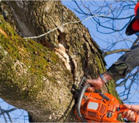 K & S Tree Service - Russellville, AL