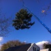 Princeton Tree Services, Inc gallery