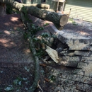 William's Tree Service - Tree Service