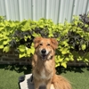 All Dogs Unleashed Dog Training Shreveport gallery