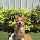 All Dogs Unleashed Dog Training Shreveport
