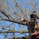 Cipriano's Landscaping - Tree Service