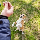 Houston Dog Ranch - Pet Services