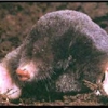 Mole Patrol Exterminators gallery