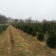 Lenhart's Tree Farm