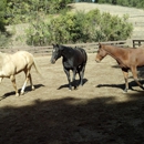 Rancho de las Reinas - Kristen Zuraek - Horse Training
