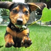 Generation Pets Dog Training & Behavior Counseling gallery