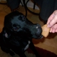 Sneaky Pete Homemade Dog Treats