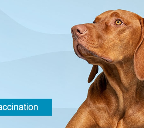 Reynella Veterinary Clinic - Morphett Vale, SA. Dog Vaccination