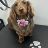 Aussie Pet Mobile of Plano, Allen, and Wylie gallery