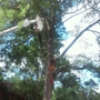 Southeastern Tree Removal