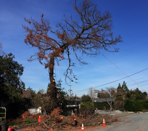 Monster Tree Service of the South Bay Inc - San Jose, CA