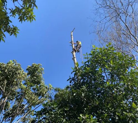 Arborforce - Warner, QLD