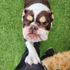 Bayside Pet Resort