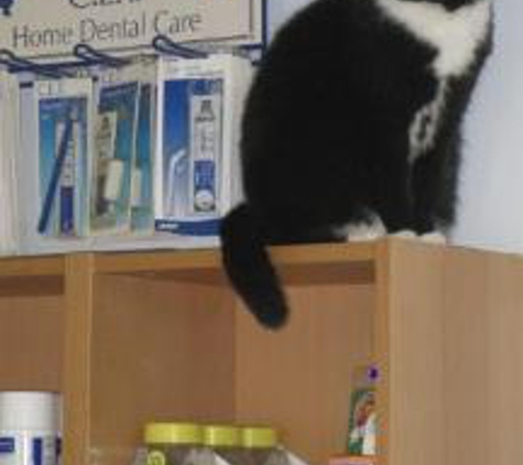 Community Animal Hospital - Broomall, PA