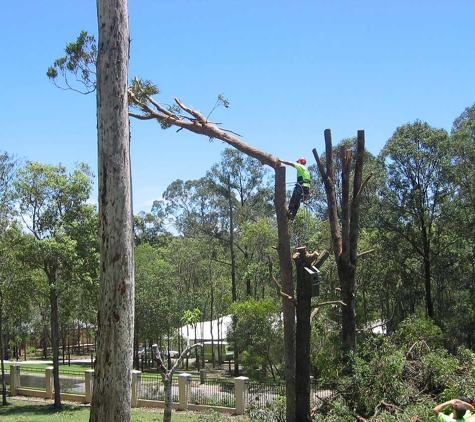 A Accurate Tree Services - Joyner, QLD