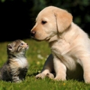 West Park Veterinary Services - Veterinarians