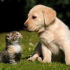 West Park Veterinary Services