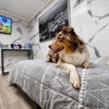 D Pet Hotels Hollywood gallery
