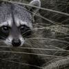 Garden Wildlife gallery