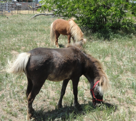 EZ DOES IT RANCH & PETTING ZOO - Cherry Valley, CA