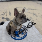 Ridgeside K9 Indy