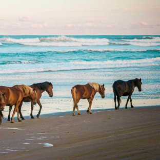 Wild Horse Adventure Tours - Corolla, NC